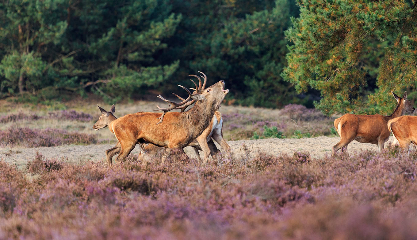 Stichting het Nationale Park - de Hoge Veluwe | Salesrecruiters